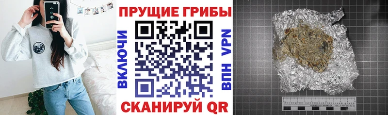 Галлюциногенные грибы Psilocybe  Судак 